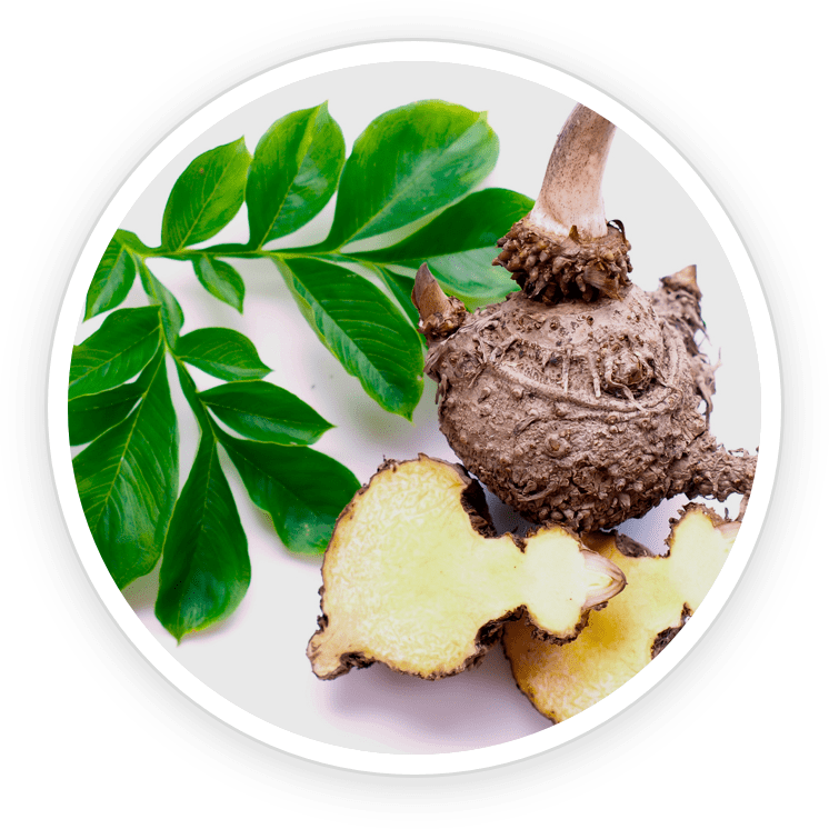 Glucomannan fiber in LipoSlend