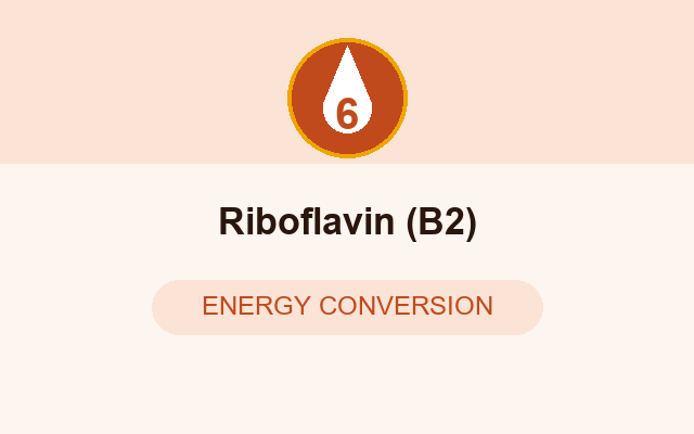 Riboflavin in Ignitra
